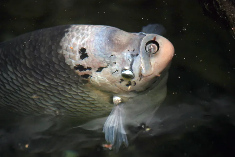 Ikan gurame dewasa (Osphronemus goramy) sebagai komoditas budidaya air tawar bernilai jual tinggi