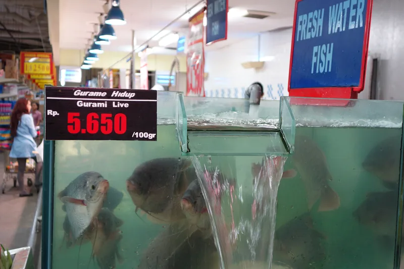 Ikan gurame hidup dijual di pasar modern dengan papan harga per 100 gram