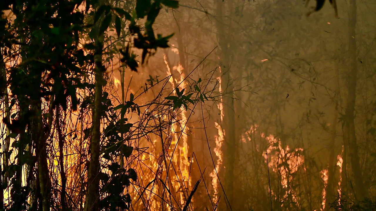 Petugas Manggala Agni memadamkan kebakaran hutan dan lahan karhutla gambut memicu kabut asap pekat dan lonjakan kasus ISPA
