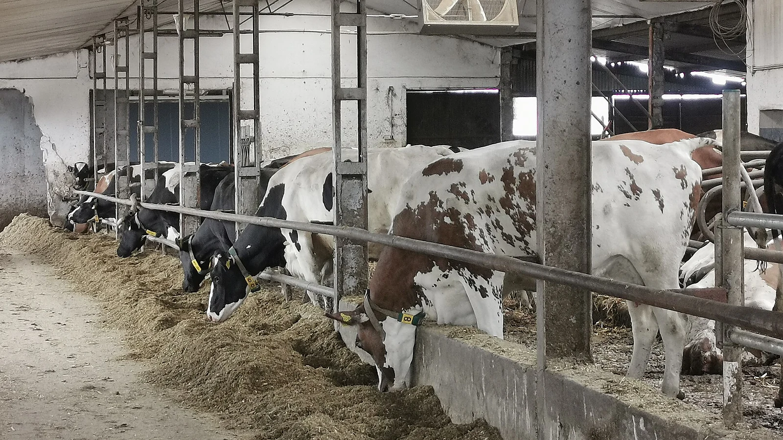 Barisan sapi perah Holstein Friesian di dalam kandang sebagai gambaran ekosistem peternak sapi perah rakyat mitra Nestle Indonesia di Jawa Timur