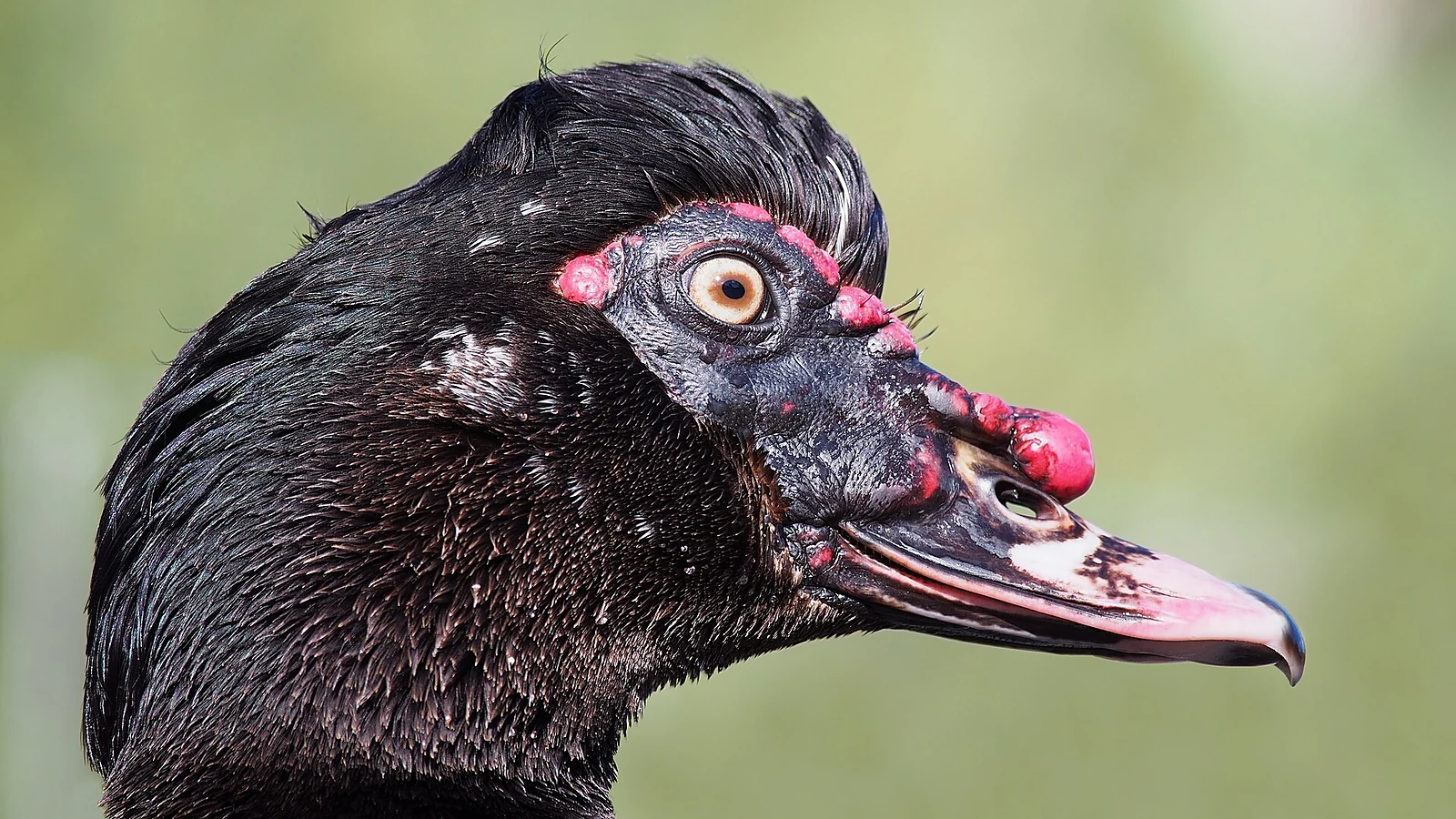 Entok Muscovy dewasa berbulu hitam dan putih sebagai ilustrasi ternak entok yang dibudidayakan untuk pasar penghobi dan kontes