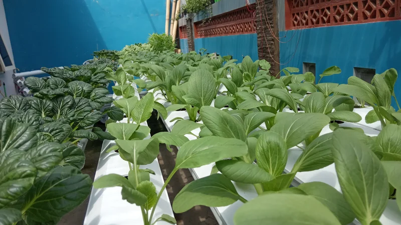 Kebun budidaya sayuran hidroponik dengan instalasi pipa paralon rapi dan tanaman hijau subur